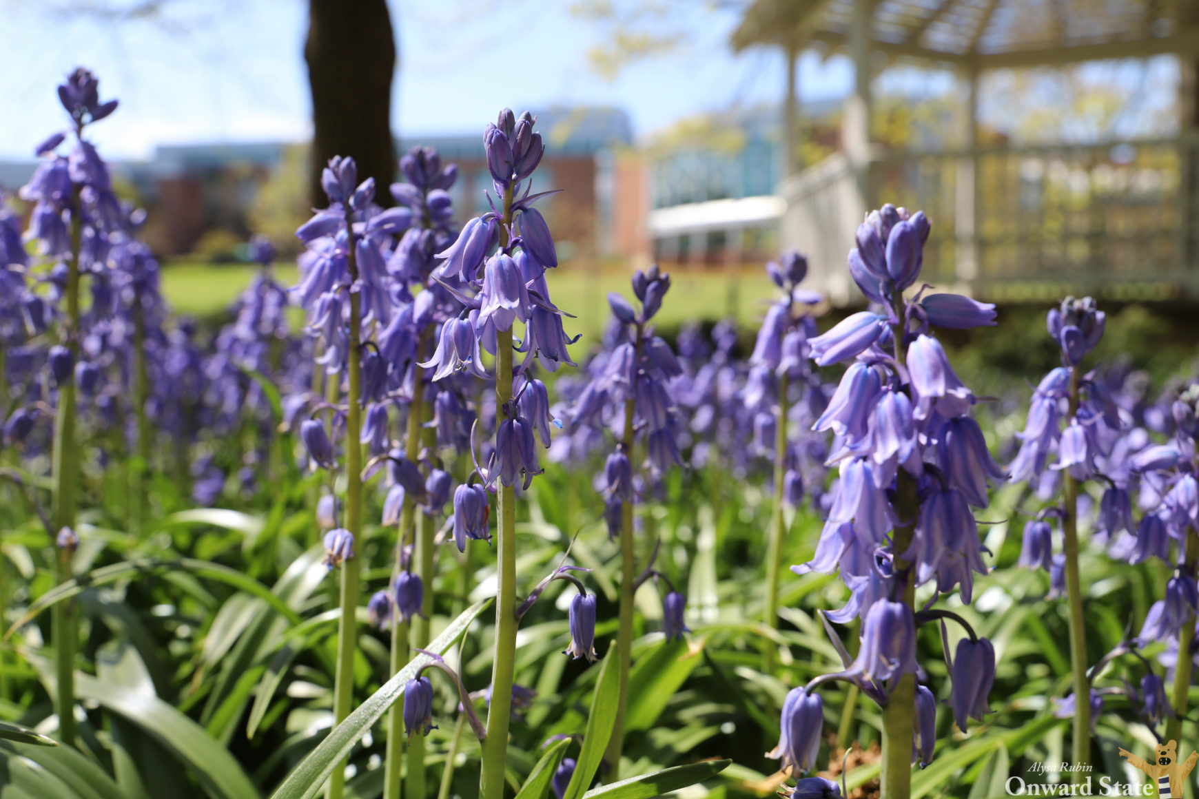 [Photo Story] Spring Has (Still) Sprung At Penn State | Onward State