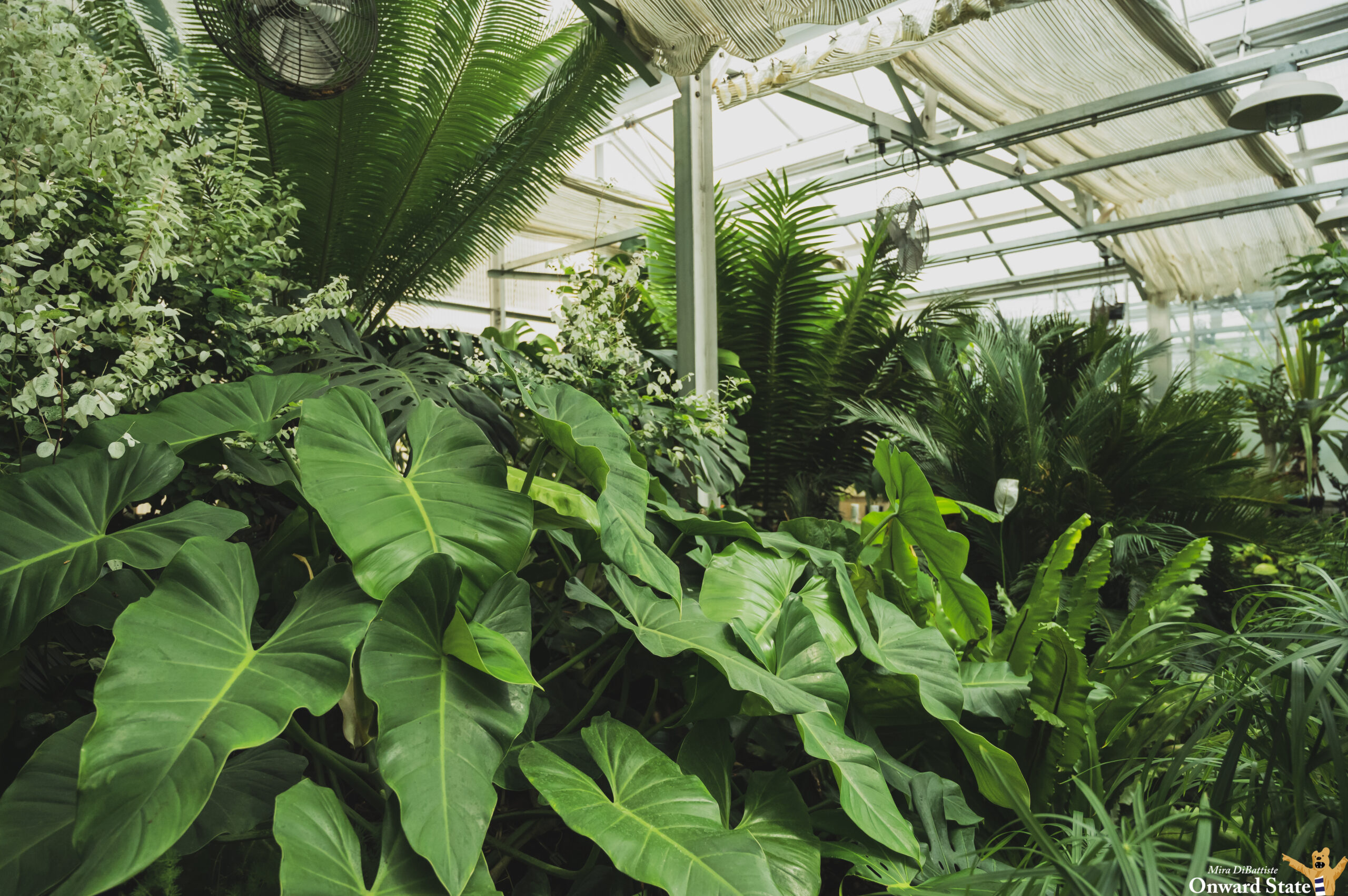 Photo Story] Touring A Penn State Greenhouse | Onward State