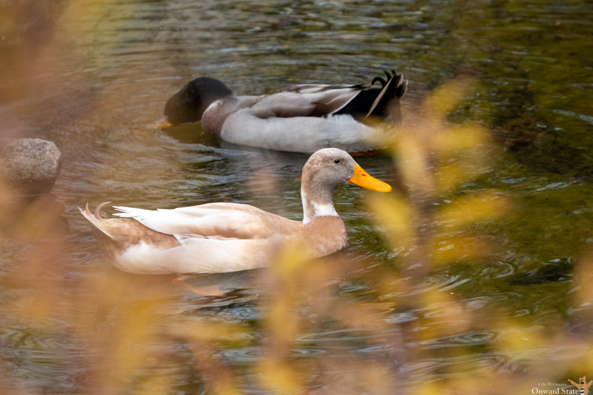 Duck Application The Five Best Ways To Prepare A Duck | Onward State