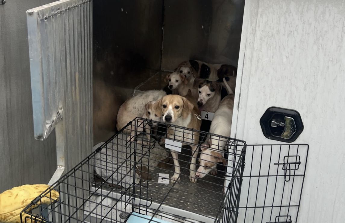 Centre County PAWS Caring For Dozens Of Dogs Removed From Home ...