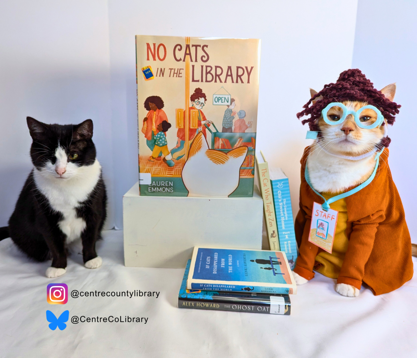 Meet Horatio The Cat: The Centre County Library's Social Media Sensation