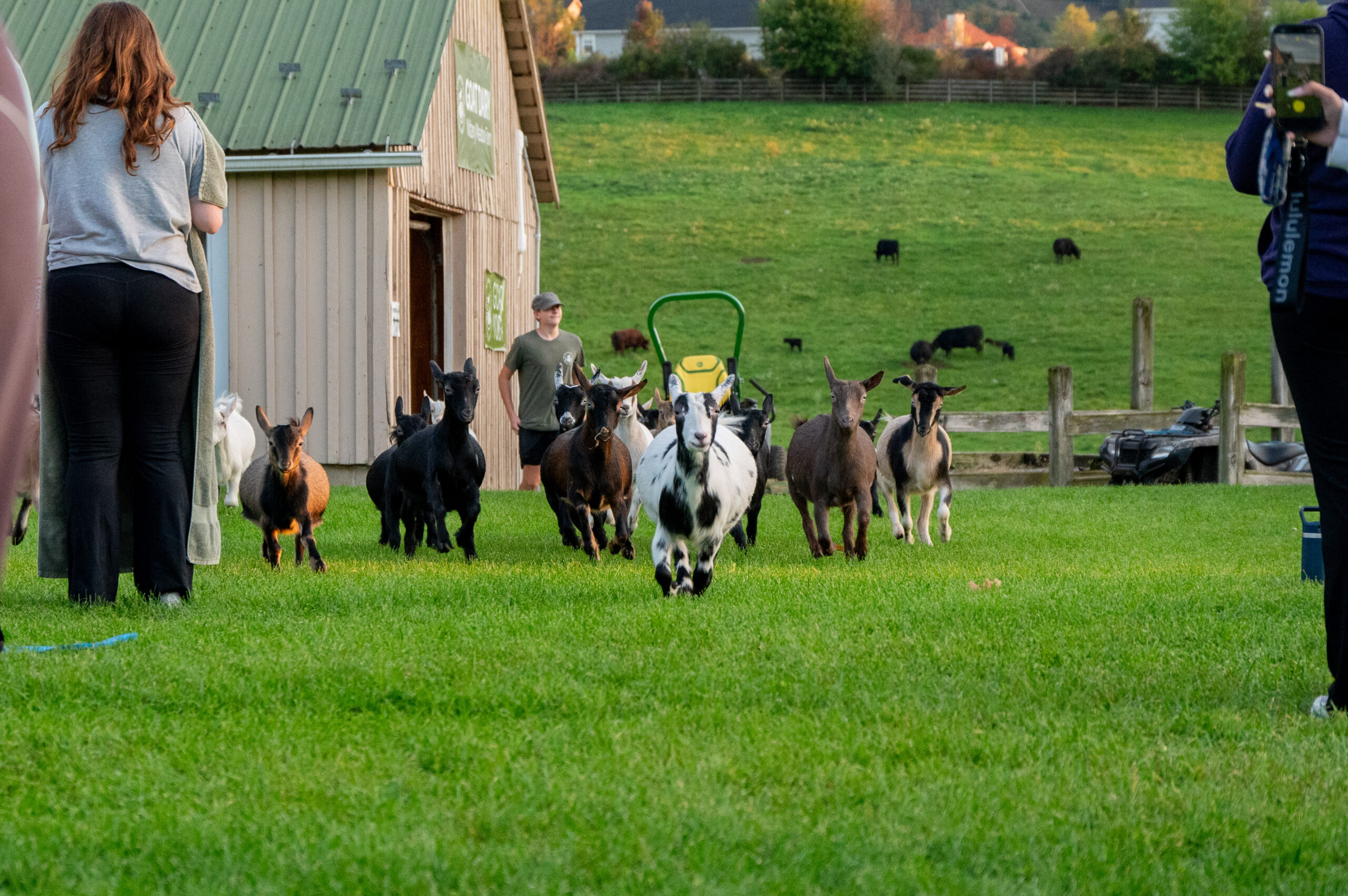 Experience Goat Yoga at Nittany Meadow Farm